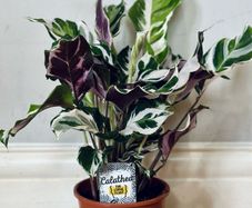 Calathea White Fusion in 14cm pot and 50cm in height