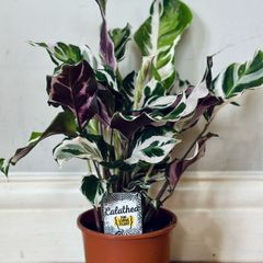 Calathea White Fusion in 14cm pot and 50cm in height