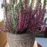 Thehappygardener