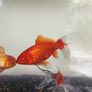 fishing tank Image 5