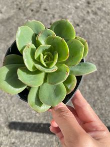 plant