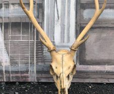 Vintage Red Deer Skull