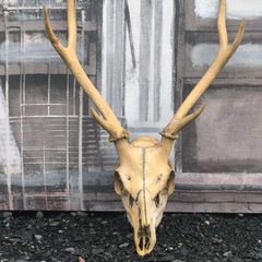 Vintage Red Deer Skull
