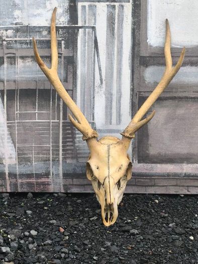 Vintage Red Deer Skull