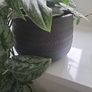 Scindapsus Trebie planter Image 4