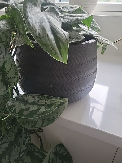 Scindapsus Trebie planter