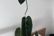 Philodendron Melanochrysum. Large Established Plant + Red Pot
