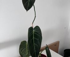 Philodendron Melanochrysum. Large Established Plant + Red Pot