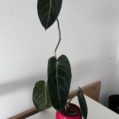 Philodendron Melanochrysum. Large Established Plant + Red Pot