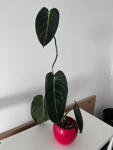 Philodendron Melanochrysum. Large Established Plant + Red Pot