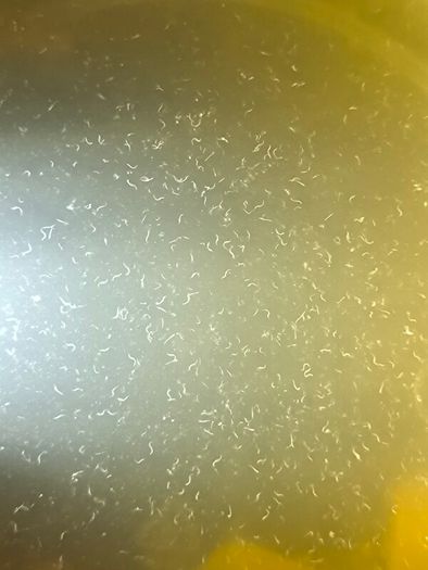 Live Fish/Shrimp Food Starter Cultures