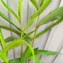 garden plants Image 3