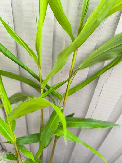 garden plants