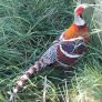 Ornamental Pheasants for sale Image 10
