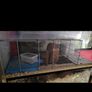 hamster cage and accessories Image 4