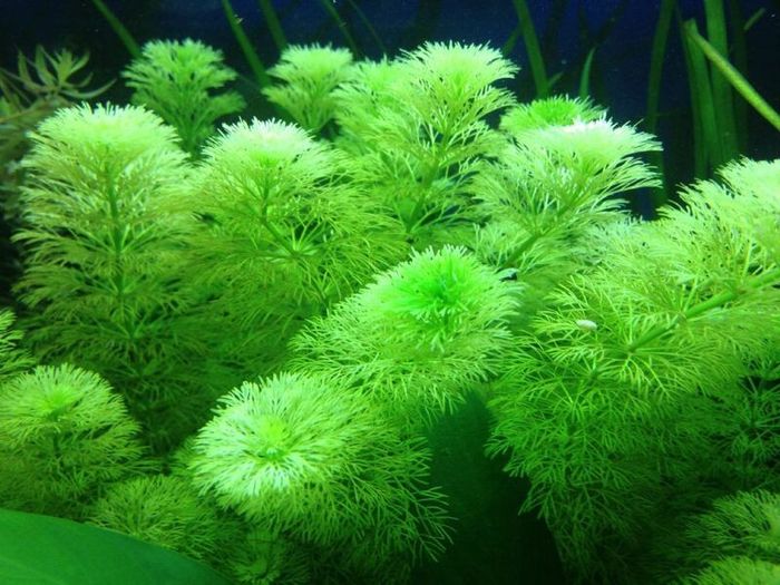 Fish Tank Live Plant