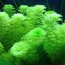 Fish Tank Live Plant Image 6