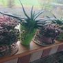 Crassula marginalis rubra variegata - House Plant Image 2