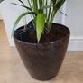 Kentia palm Image 2