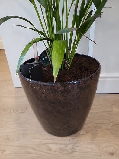 Kentia palm