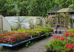 Plants and Shrubs