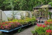 Plants and Shrubs