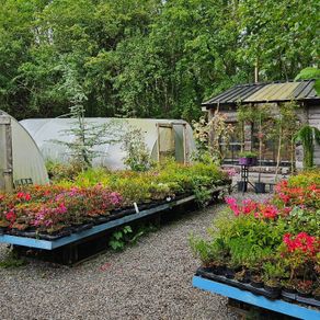 Plants and Shrubs
