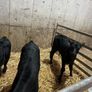 calfs in New Ross today Image 2