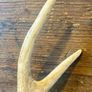 Vintage Deer Antler Image 8