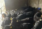18 Angus heifer calves