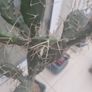 Cactus plant 110cm Image 2
