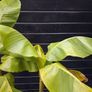 "Musa Basjo " banana tree Image 4