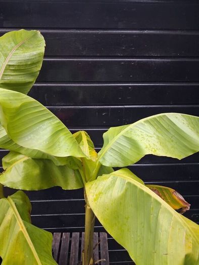 "Musa Basjo " banana tree