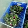 summer haging baskets Image 2