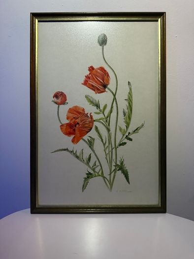 Original Elizabeth A. McEwen Botanical Watercolour - Poppies