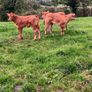 Incalf Heifers for sale Image 9