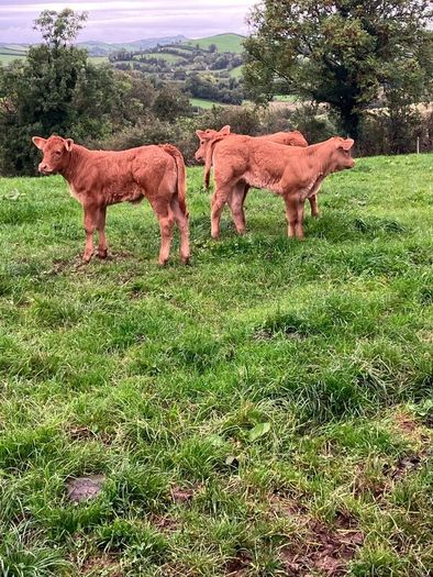 Incalf Heifers for sale