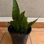 Snake Plant Image 3