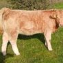 Calves Image 4