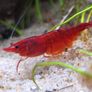 Shrimp and moss Image 7