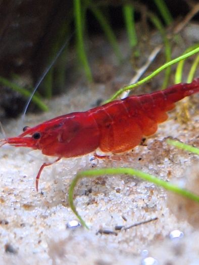 Shrimp and moss