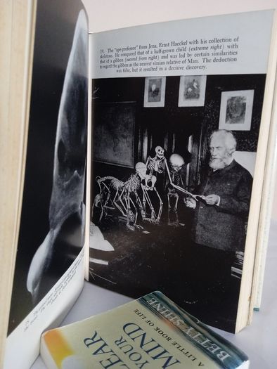 In Search of Adam: The Story of Man's Quest for the Truth about His Earliest Ancestors by Herbert Wendt. Translated from the German by James Cleugh (GT110)