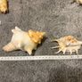 sea shells Image 8
