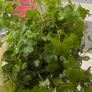 Frogbit (big portion), Hydrocotyle tripartita, Ramshorn snail Image 5