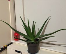 aloe vera plant