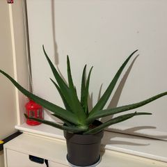 aloe vera plant