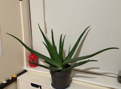 aloe vera plant