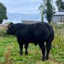 Bull Image 2
