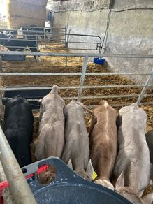 Calfs