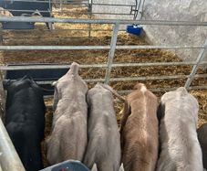 Calfs